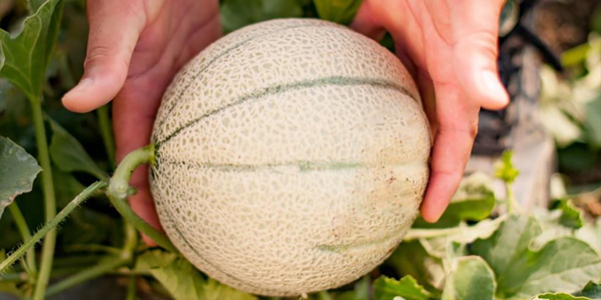 Melone mantovano Igp, qualità eccellente ma volumi contenuti
